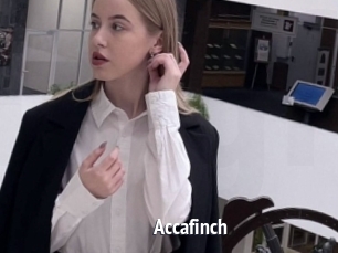 Accafinch