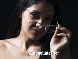 Antonellaterrier