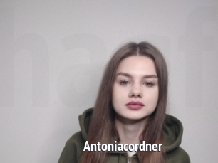 Antoniacordner