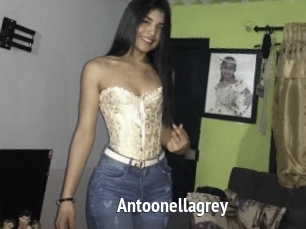 Antoonellagrey